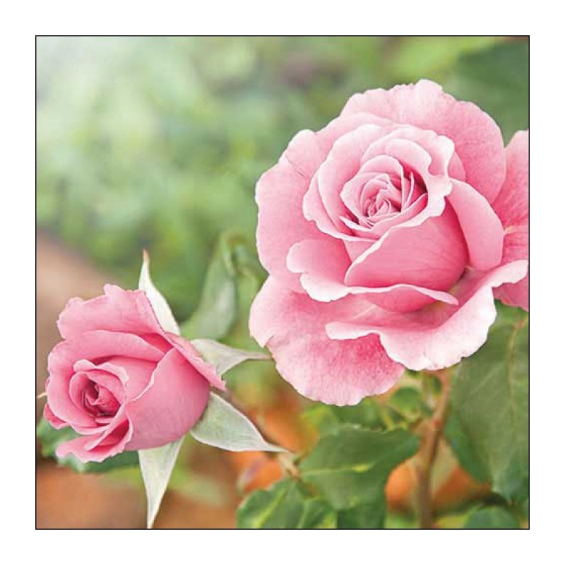 Servilleta Decoupage Ambiente 13318620 (Modelo 80) 